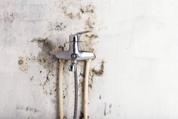 Best Same-Day Mold Removal  in Mead Valley, CA