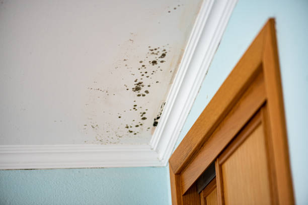 Best Water Damage Restoration  in Mead Valley, CA