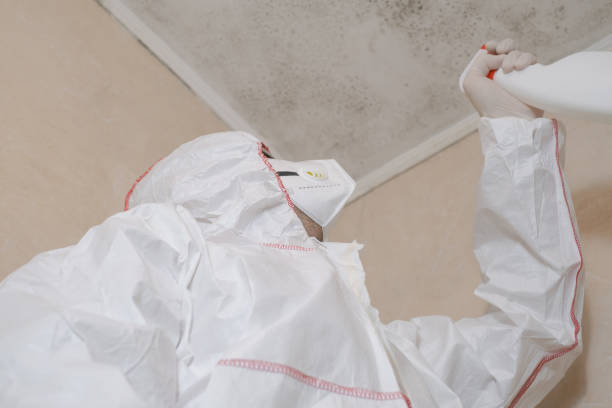 Best Local Mold Removal Service  in Mead Valley, CA