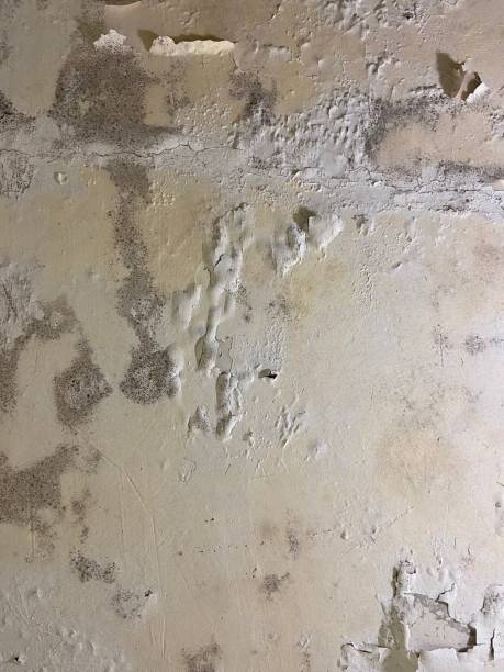 Best Home Mold Removal  in Mead Valley, CA