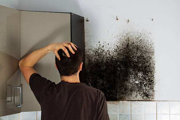 Best Commercial Mold Removal  in Mead Valley, CA