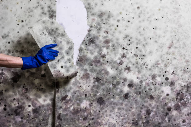 Mold Removal and Inspection in Mead Valley, CA